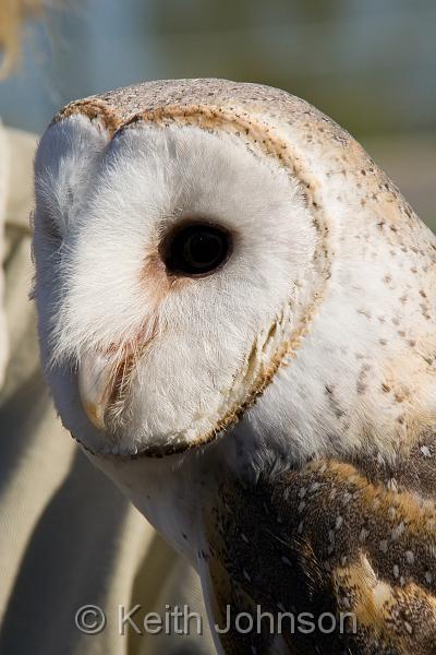 Barn Owl Face.jpg